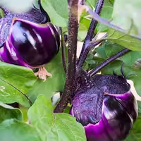بذر بادمجان دلمه ژاپنی ویولتا