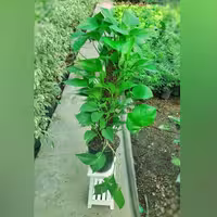 پتوس چماقی با کیفیت با ارتفاع 80 سانتی متر