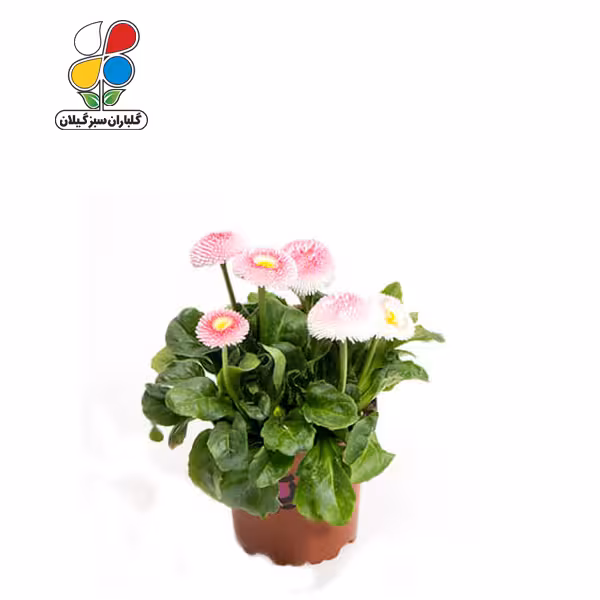 بذر گل مینا چمنی بسته سه عددی
