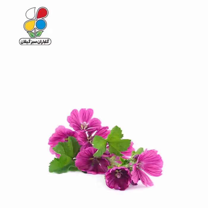 بذر گل ختمی الوان بسته سه عددی