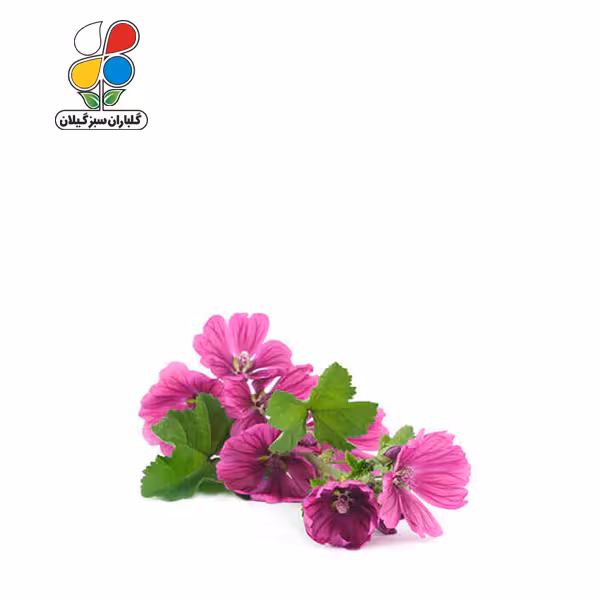 بذر گل ختمی الوان بسته سه عددی