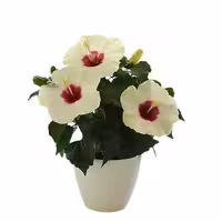 بذر گل ختمی ژاپنی سفید