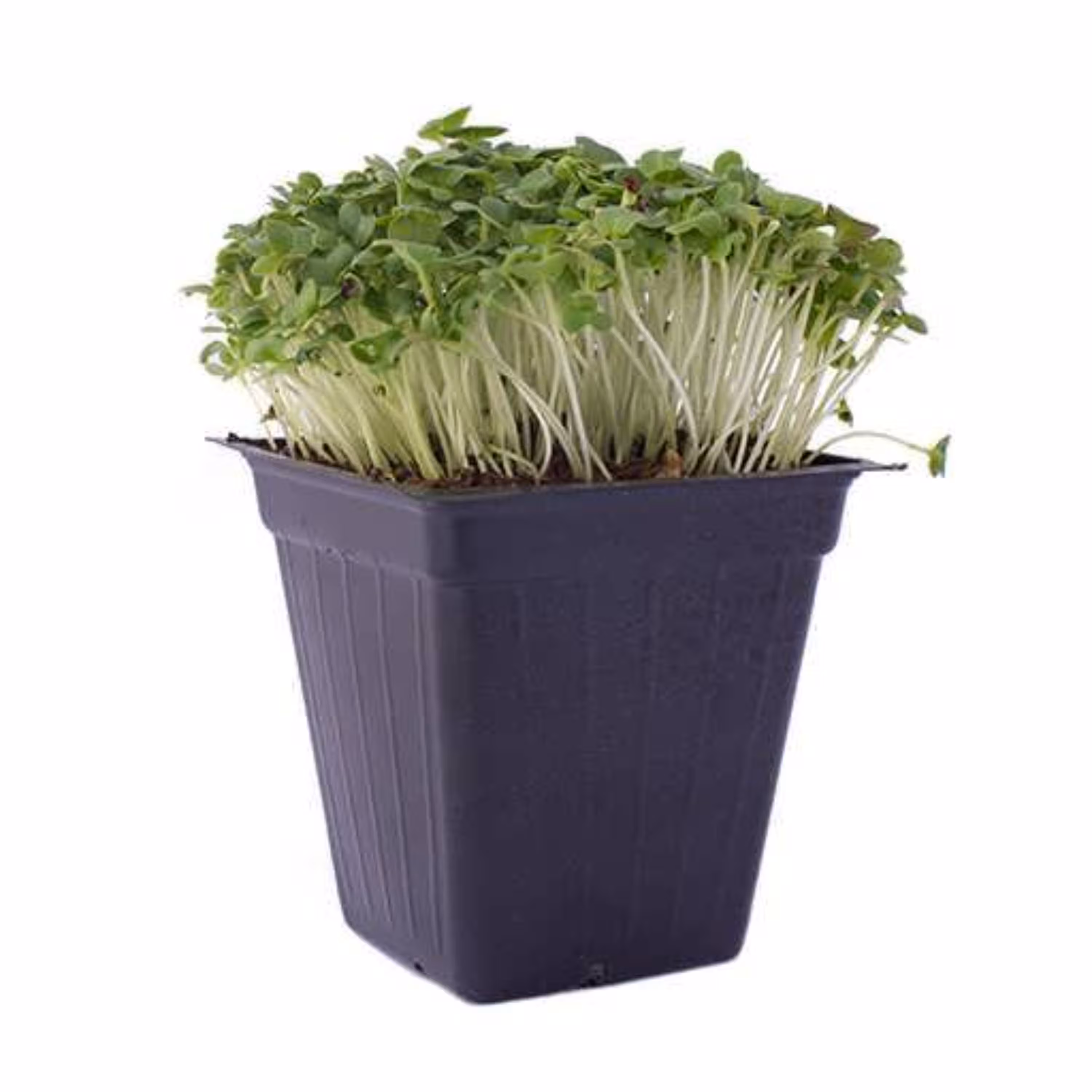 بذرمیکروگرین کلم پیچ سبز 10 گرمی