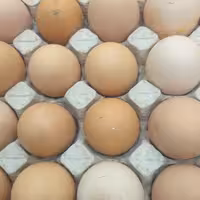 تخم مرغ بومی