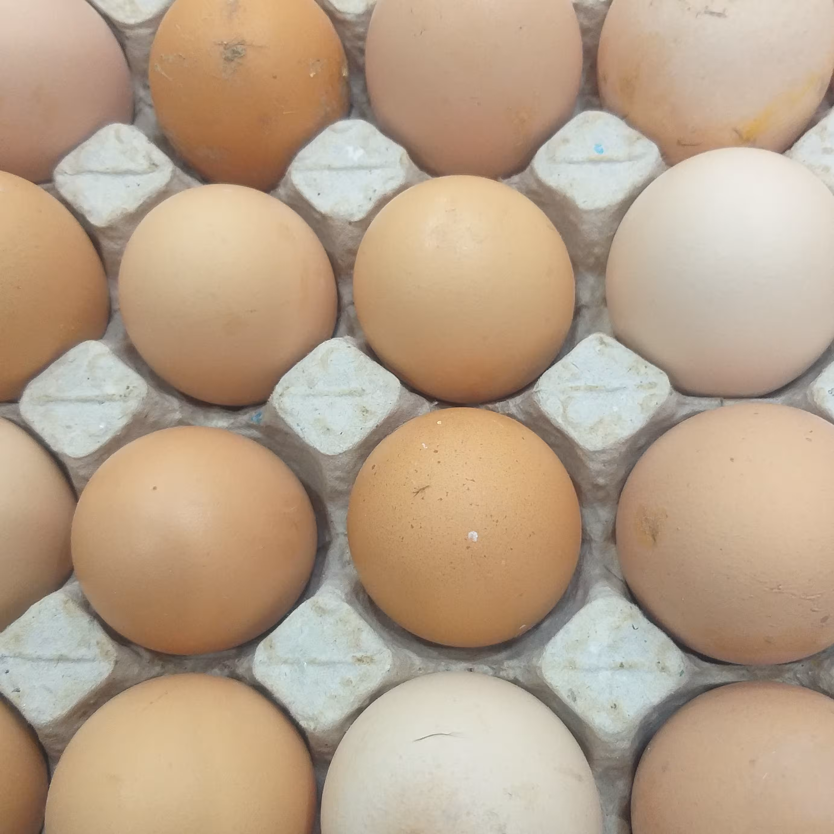 تخم مرغ بومی