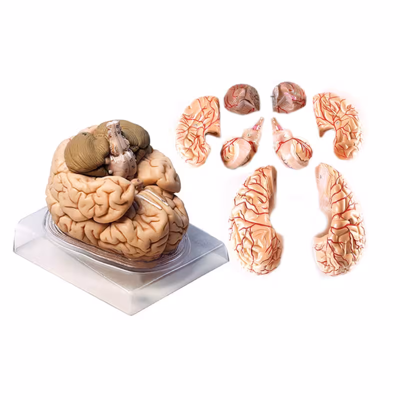 بازی آموزشی مدل مولاژ مغز انسان مدل 4Parts کد A4