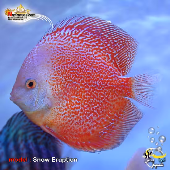ماهی دیسکاس اسنو اوراپشن گرید بالا