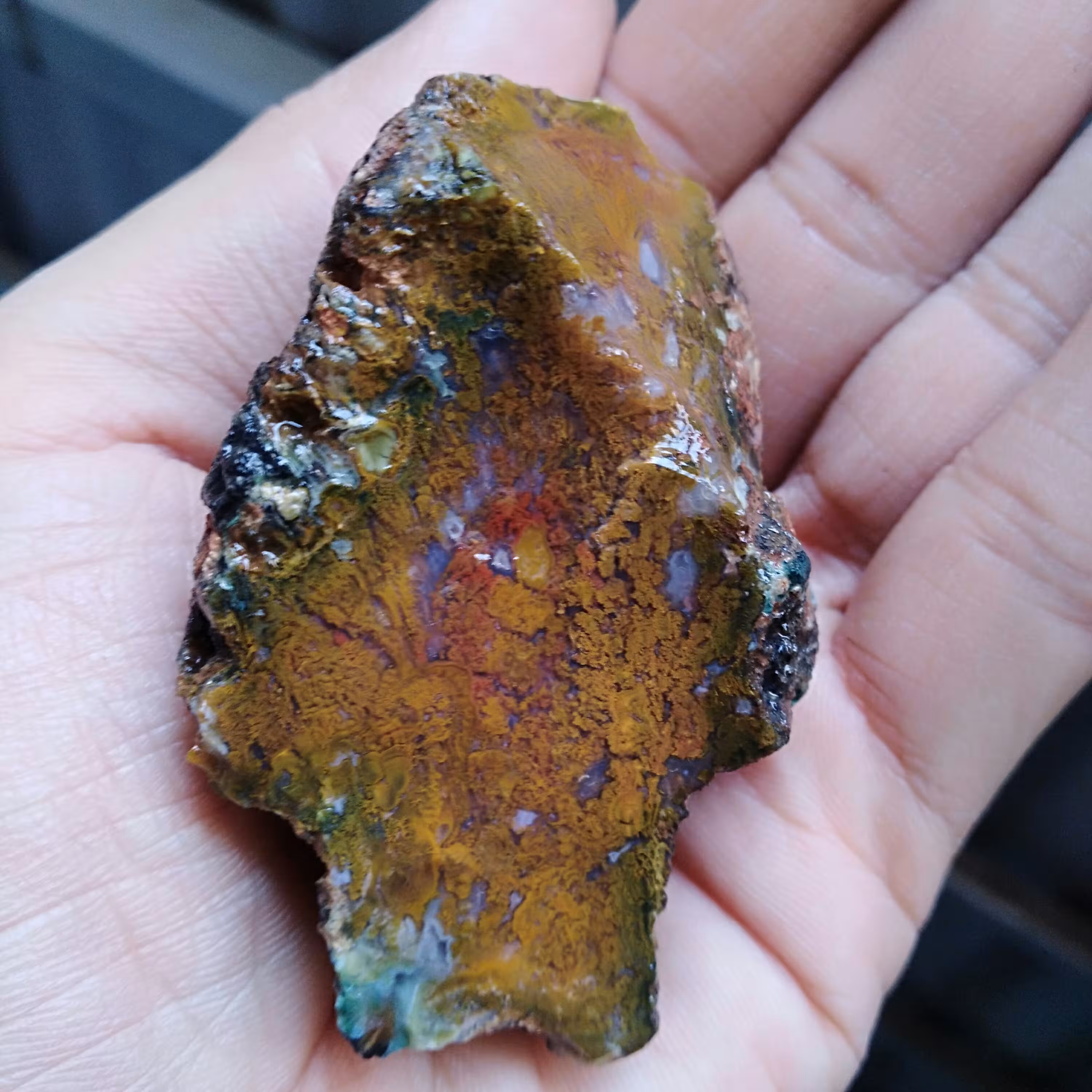 راف شجر پاییزی 7رنگ دیددنی کاملا طبیعی