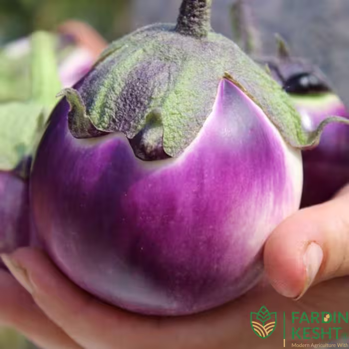 بذر بادمجان ویولتا بسته 30 عددی