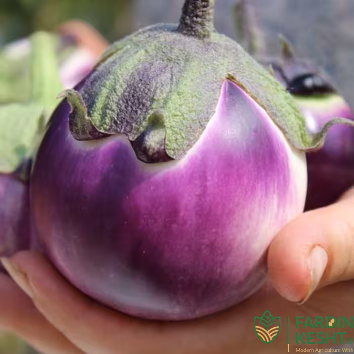 بذر بادمجان ویولتا بسته 30 عددی