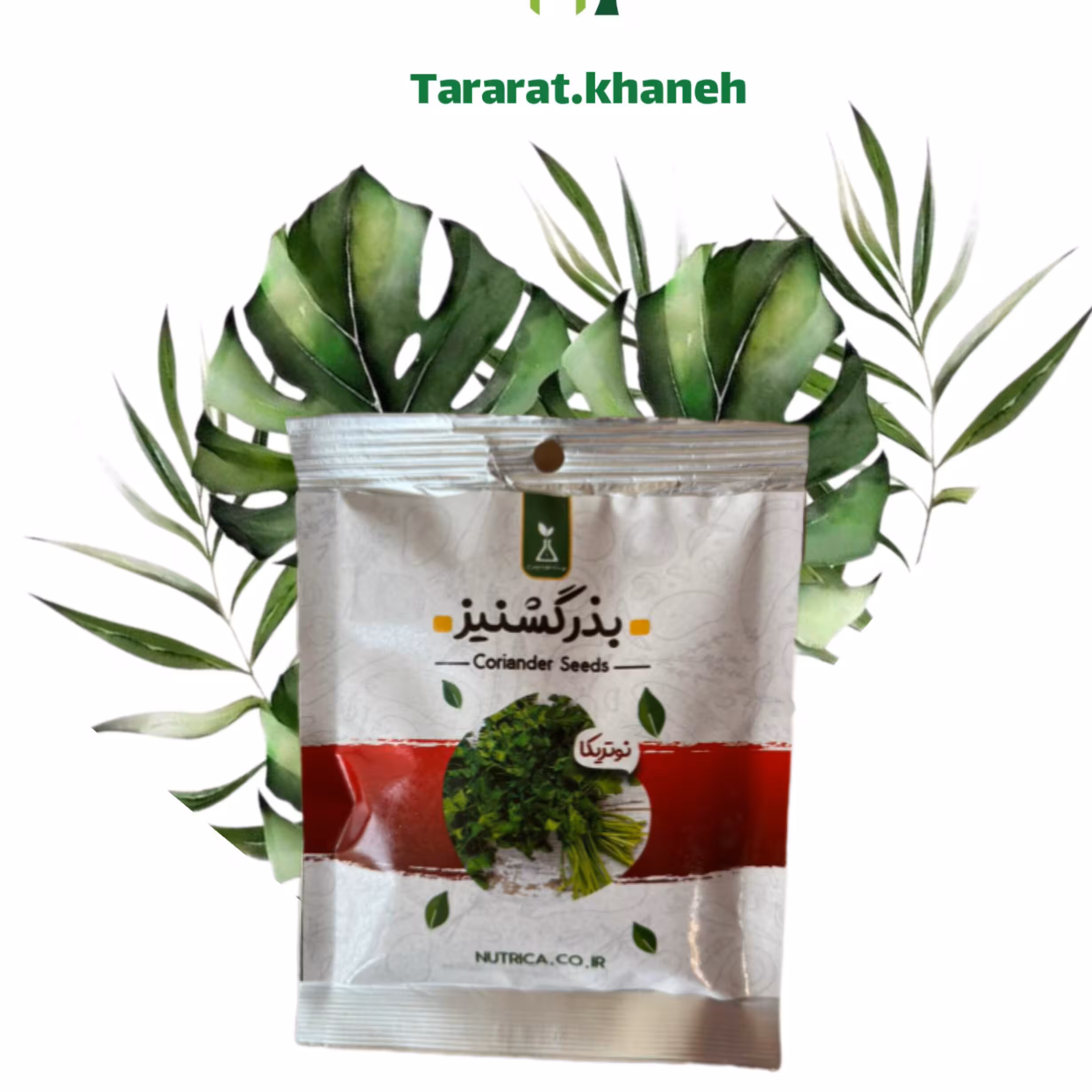بذر گشنیز