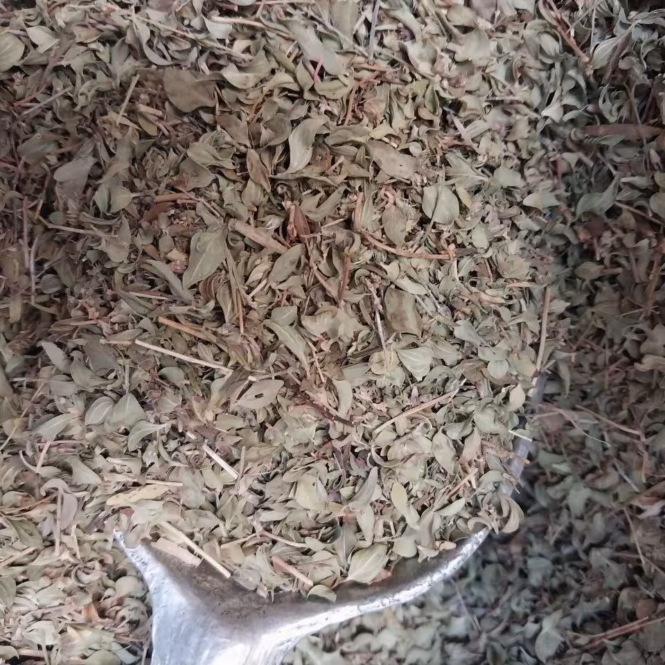 اویشن اورگانیک