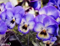 بذر گل بنفشه آبی آسمانی