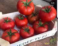 بذر گوجه فرنگی هیبرید ازمیر سیجنتا گلخانه ای