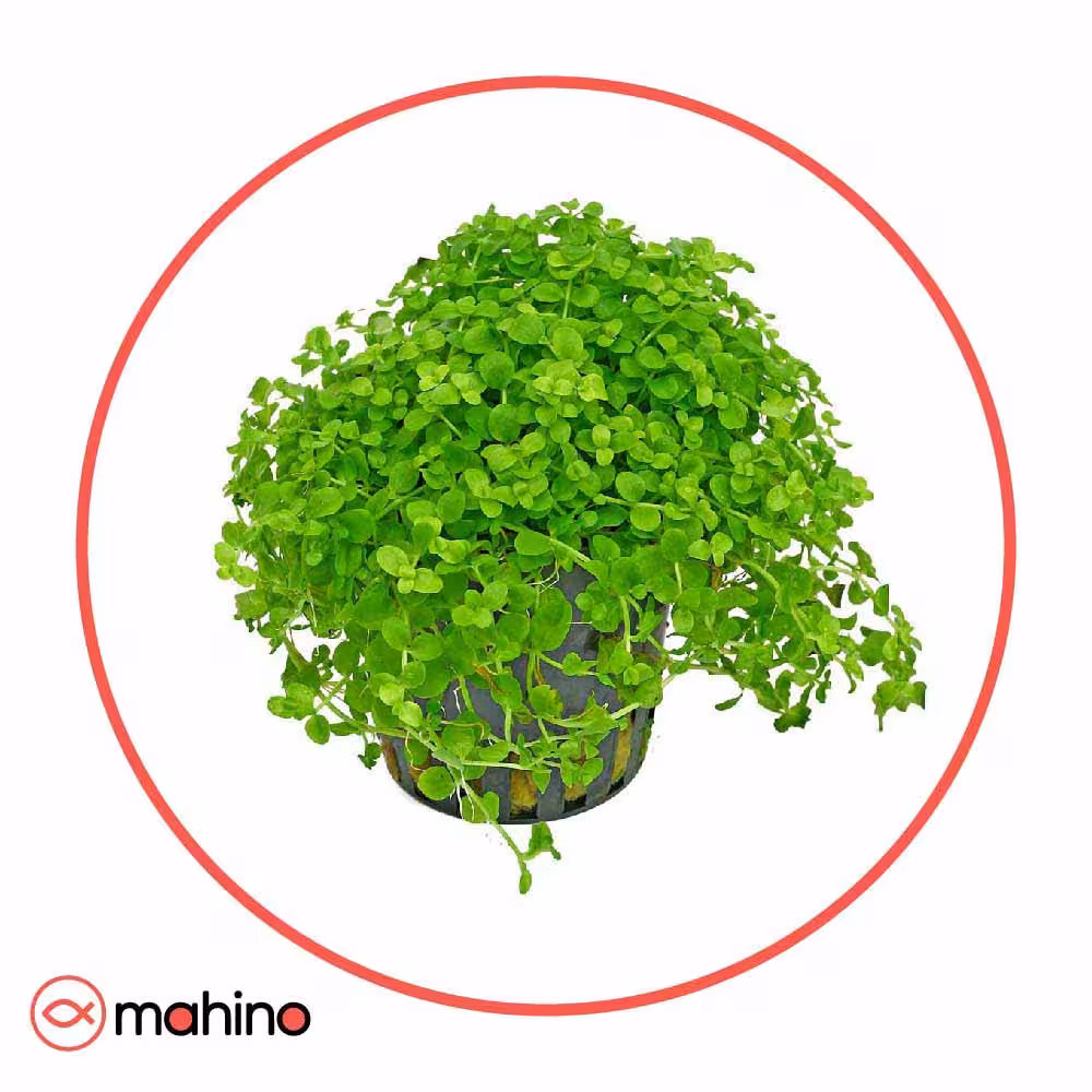 گیاه آکواریومی مونت کارلو