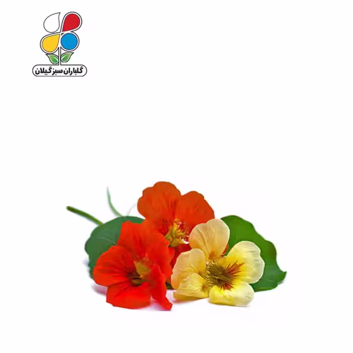 بذر گل لادن الوان بسته بندی کوچک