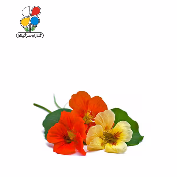 بذر گل لادن الوان بسته بندی کوچک