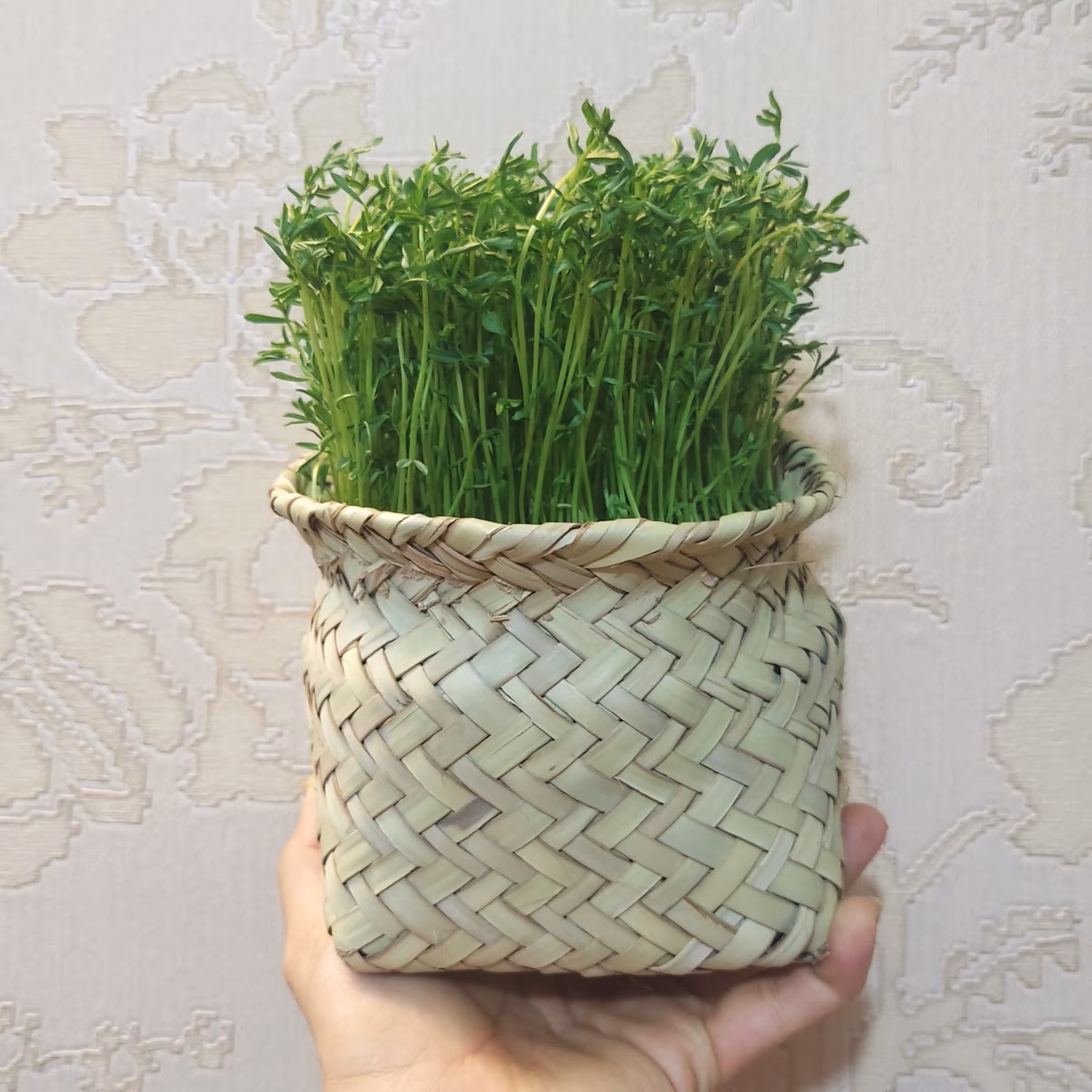 سبد حصیری کوچک مناسب سبزه هفت سین عید قطر 13 