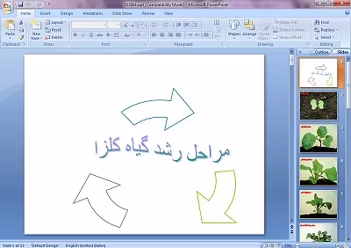 دانلود پاورپوینت مراحل رشد گیاه کلزا (تصویری)