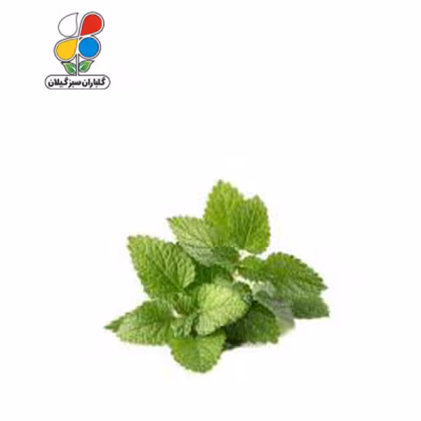 بذر بادرنجبویه بسته بندی بزرگ