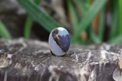 عقیق شجر برزیل