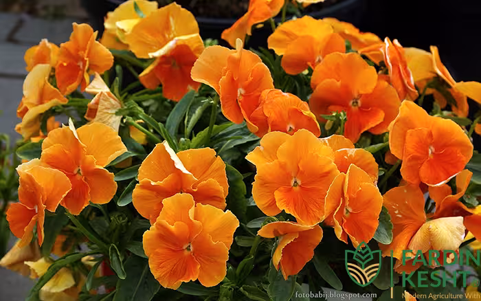 بذر گل بنفشه خوراکی تزئینی حنایی بسته 300 عددی