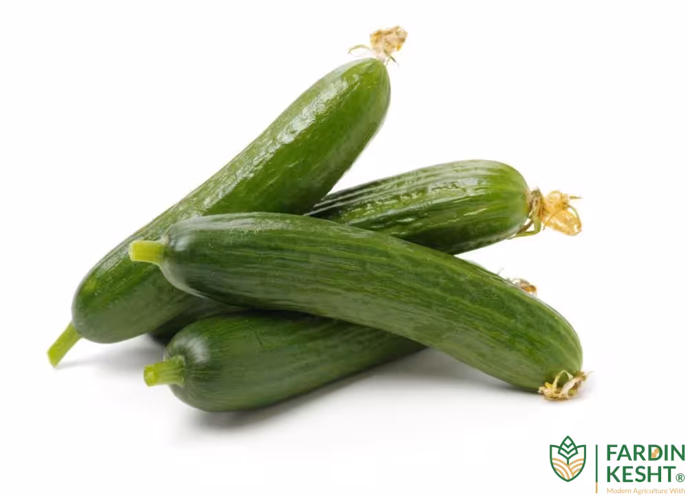 بذر خیار FC 400 هیبرید گلخانه ای بسته 10 عددی