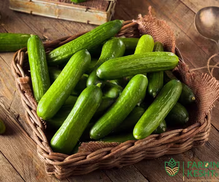بذر خیار کالیپسو هیبرید آمریکایی بسته 10 عددی