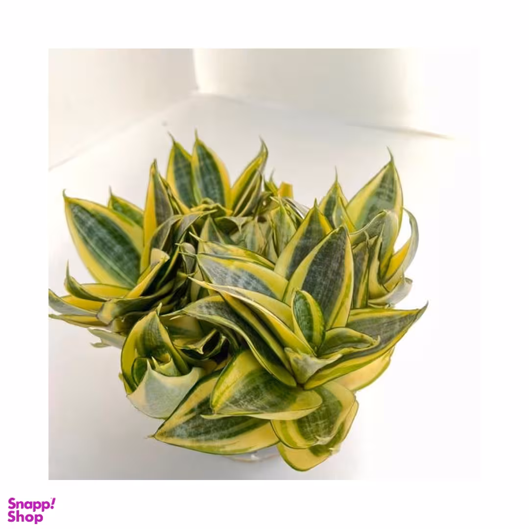 گلدان طبیعی سانسوریا پاکوتاه