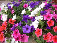 بذر گل اطلسی ایرانی معطر الوان