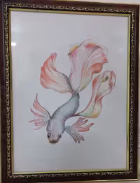 ماهی کوی