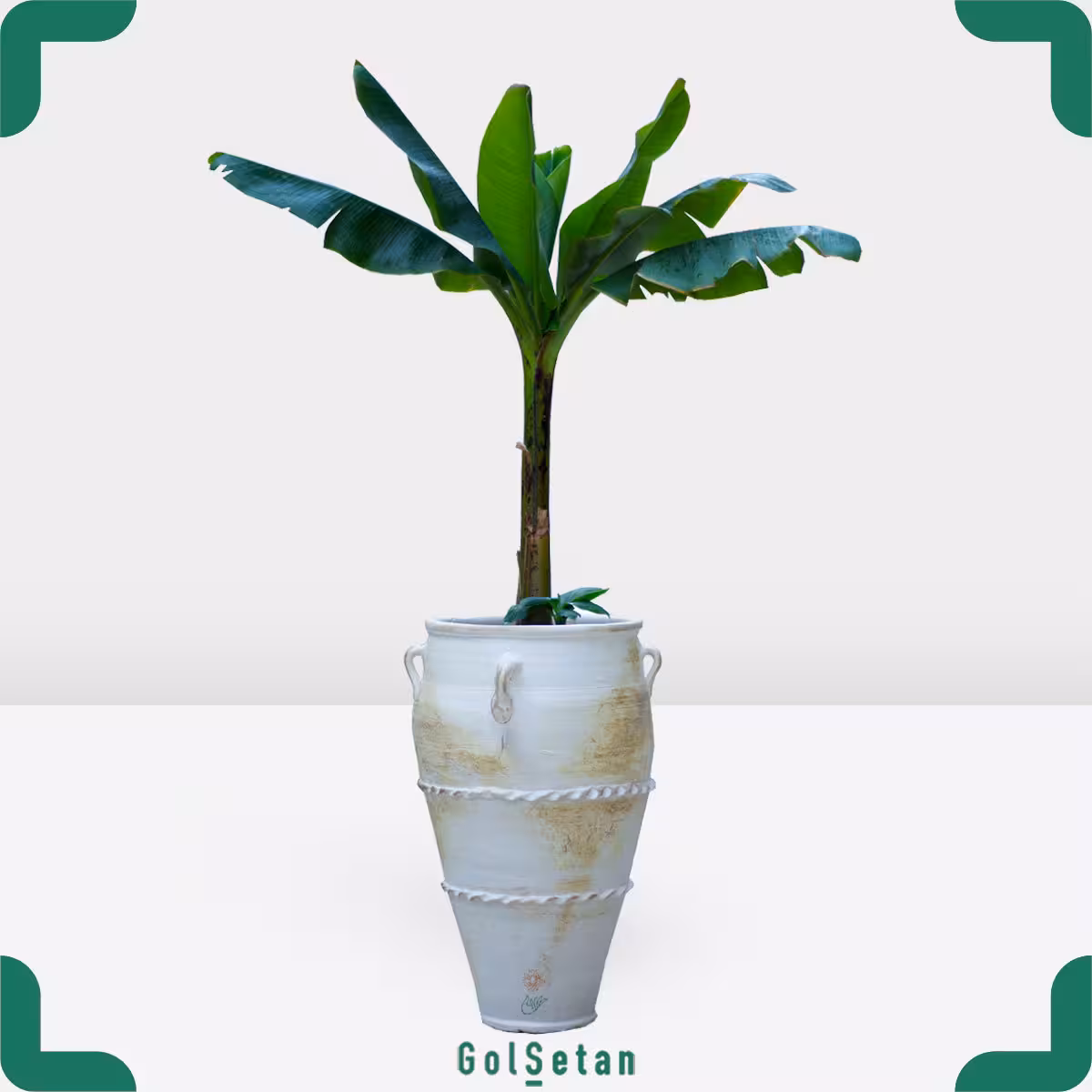 گیاه موز با گلدان سفالی پتینه