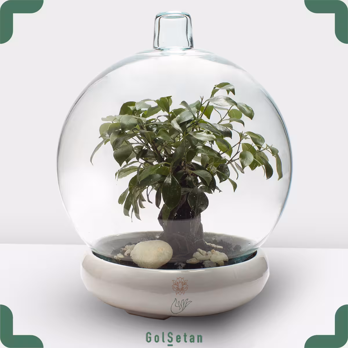 تراریوم حباب کره ای جنسینگ