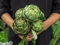 بذر کنگر فرنگی(آرتیشو)