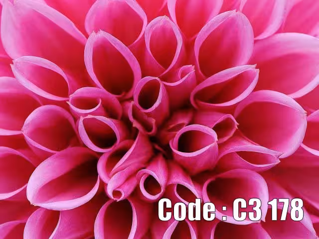 پوستر دیواری طرح گل دالیا صورتی