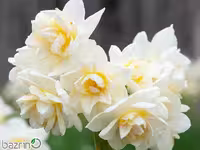 پیاز ممتاز نرگس شصت پر(10 عددی)