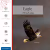 برچسب پوششی ماهوت مدل Eagle مناسب برای تبلت اپل iPad Air 2013 A1474
