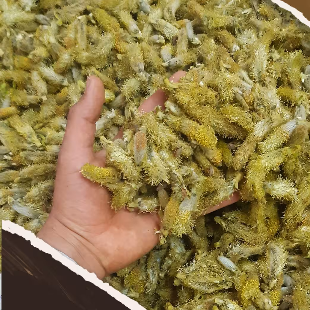 عرق بیدمشک مطهّر _ قیمت مایین به دلیل حذف واسطه ها _ کاشت ، داشت ، برداشت ، عرقگیری توسط خود کشاورز(پدرم)