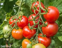 بذر گوجه فرنگی بوته ای سمینس F1