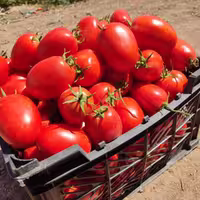 بذر گوجه فرنگی هیبرید پارس استار سیدزF1
