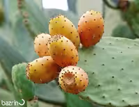 بذر اپونتیا زرد