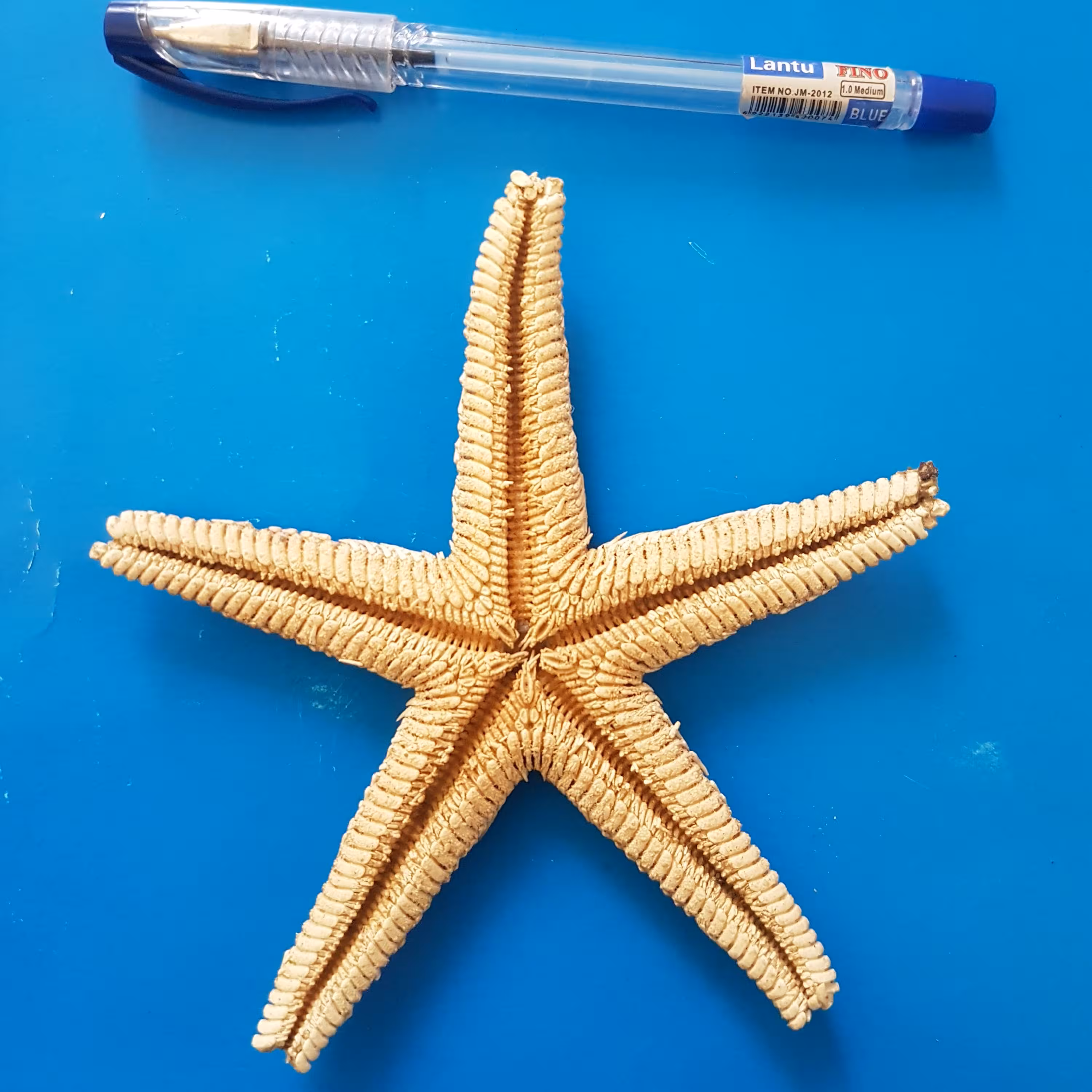 ستاره دریایی