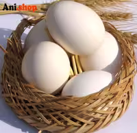 تخم مرغ، بسته 6 عددی