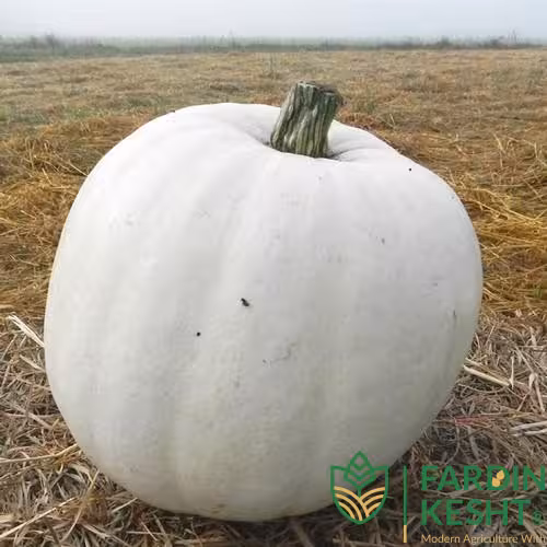 بذر کدو تنبل خرس قطبی هیبرید بسته 3 عددی