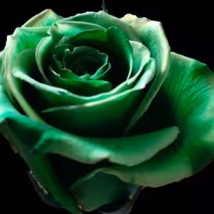 دکوری گلدان سرامیکی با گل