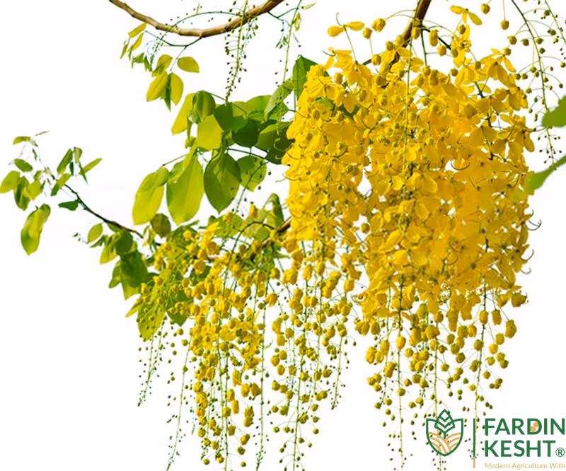 بذر درختچه کاسیا (گل پهلوی) بسته 10عددی