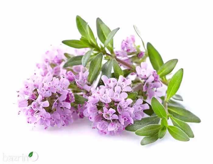 بذر آویشن دنایی