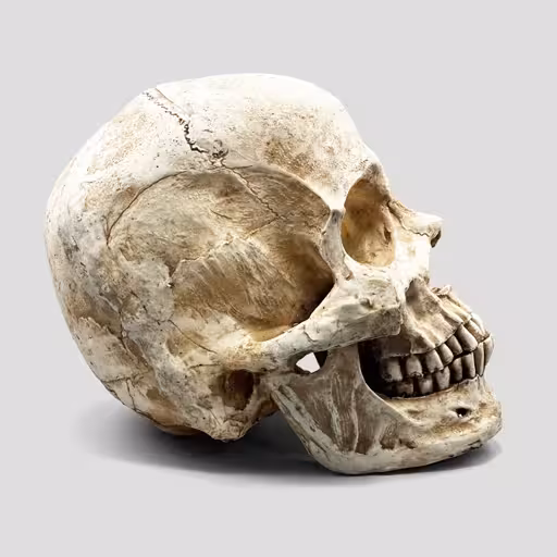 مجسمه جمجمه کامل انسان غول پیکر مدل Huge Skull کد Prv-194