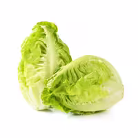 بذر کاهو لیتل جم سبز (Green Little Gem Lettuc