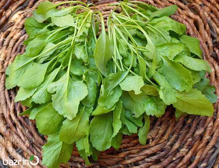 بذر شاهی برگ پهن